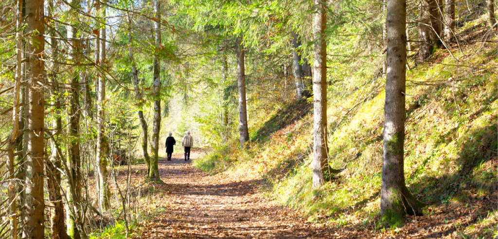 What is the Managed Forest Tax Incentive Program? Markdale Real Estate, Grey Highlands Real Estate