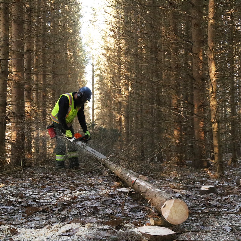 What is the Managed Forest Tax Incentive Program? Markdale Real Estate, Grey Highlands Real Estate